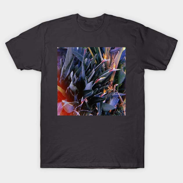 Birds Of Paradise Flowers. California T-Shirt by SoCalDreamin